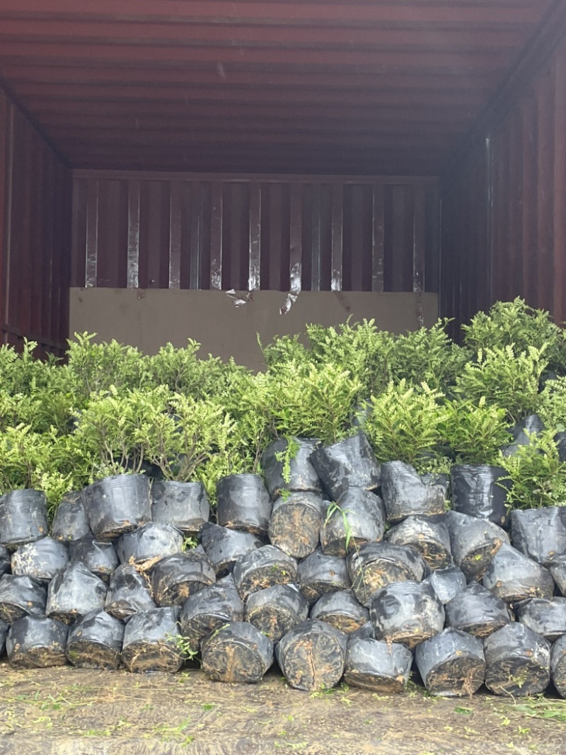 胡椒木福建漳州胡椒木18杯苗种植基地长期供应充足