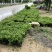 胡椒木福建漳州胡椒木18杯苗种植基地长期供应充足