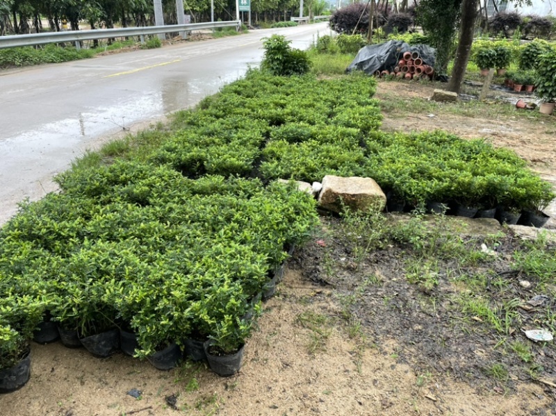 胡椒木福建漳州胡椒木18杯苗种植基地长期供应充足