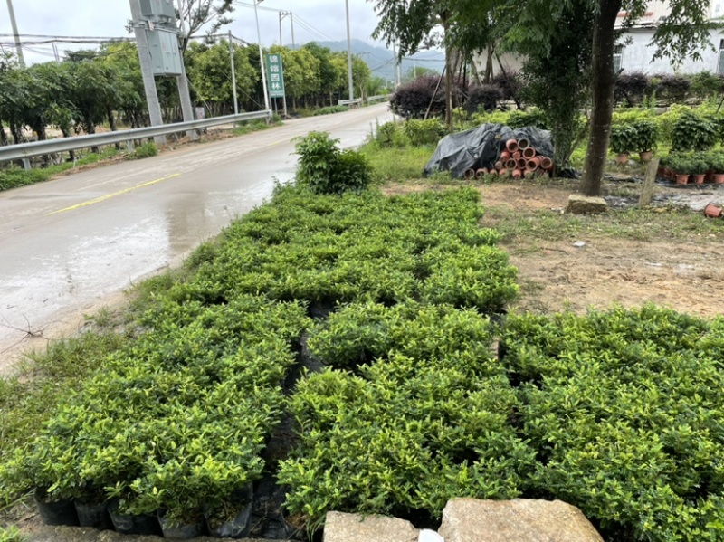胡椒木福建漳州胡椒木18杯苗种植基地长期供应充足