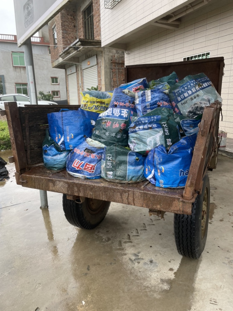 胡椒木福建漳州胡椒木18杯苗种植基地长期供应充足