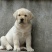 精品拉布拉多幼犬支持全国发货疫苗齐全驱虫已做
