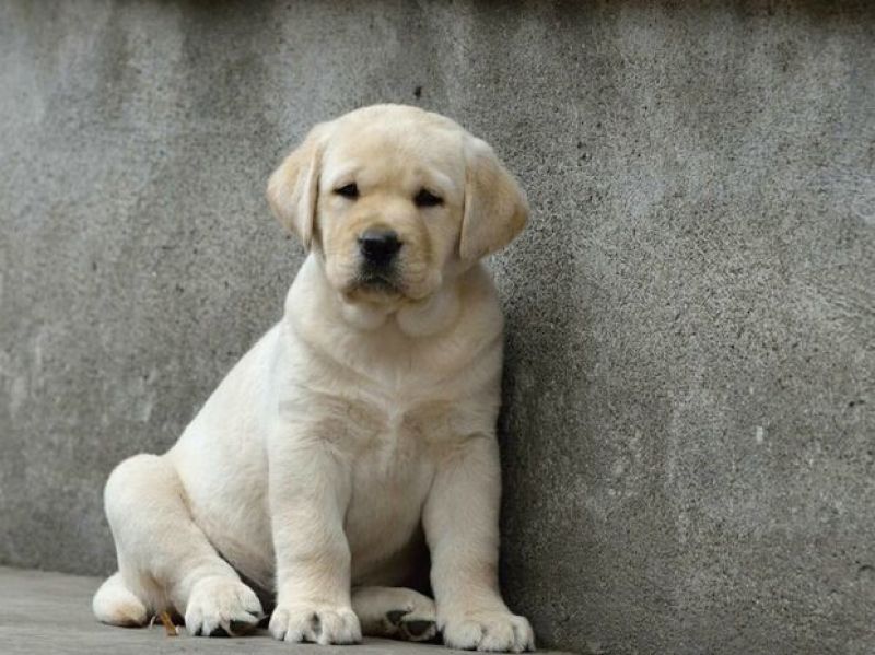 精品拉布拉多幼犬支持全国发货疫苗齐全驱虫已做