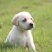 精品拉布拉多幼犬支持全国发货疫苗齐全驱虫已做