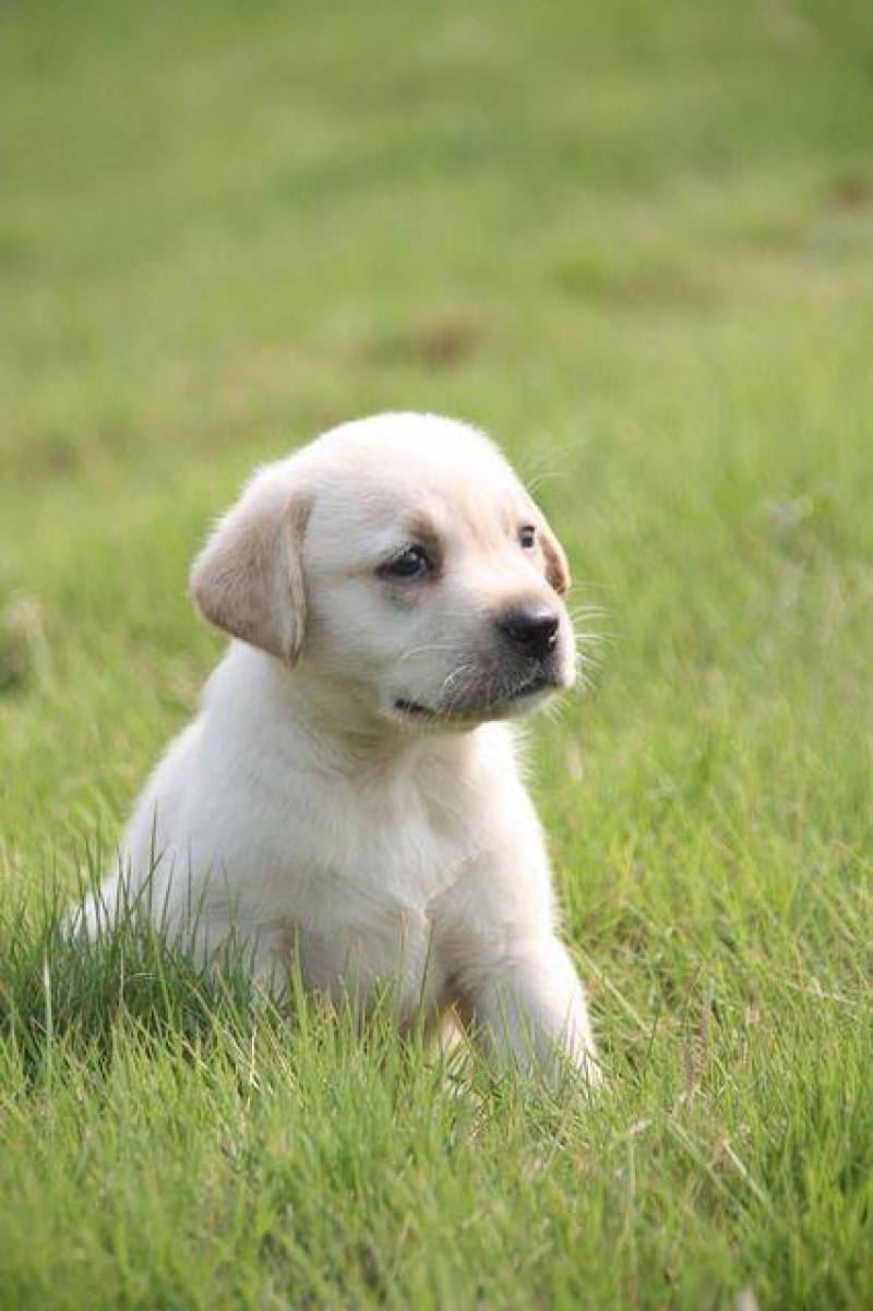 精品拉布拉多幼犬支持全国发货疫苗齐全驱虫已做