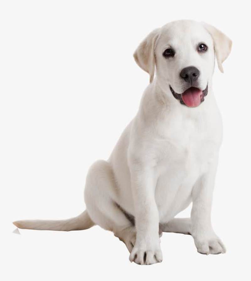 精品拉布拉多幼犬支持全国发货疫苗齐全驱虫已做