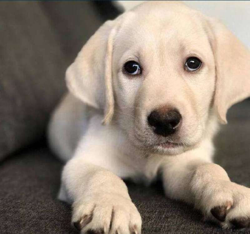 精品拉布拉多幼犬支持全国发货疫苗齐全驱虫已做