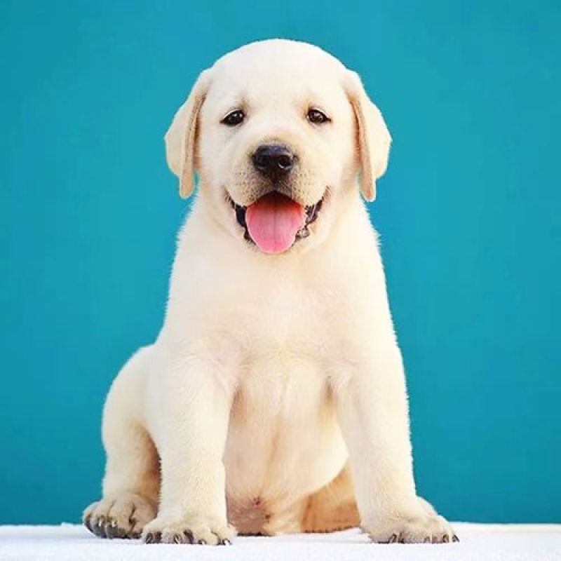 精品拉布拉多幼犬支持全国发货疫苗齐全驱虫已做