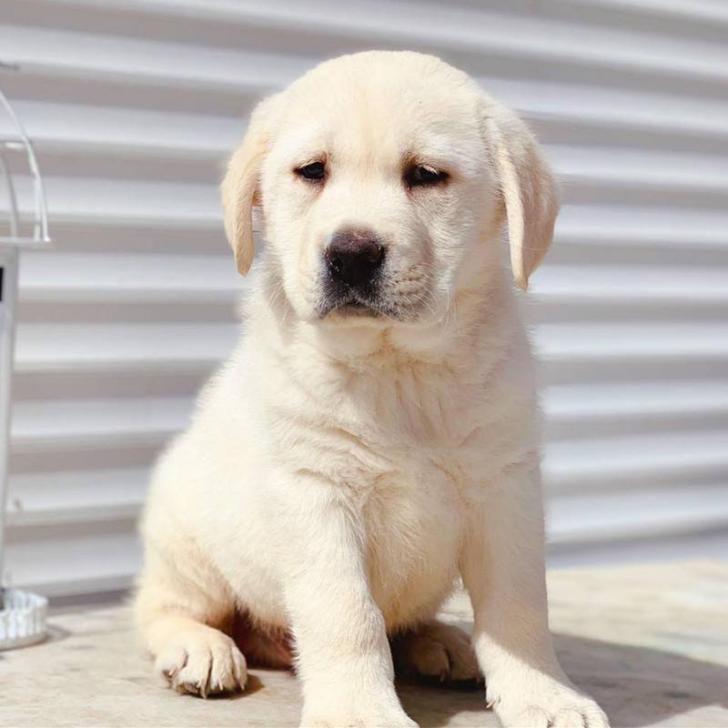 精品拉布拉多幼犬支持全国发货疫苗齐全驱虫已做