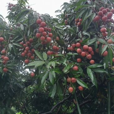 代收黑叶茘枝