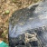 胡椒木福建漳州盆栽胡椒木大量现货供应产品长期销售