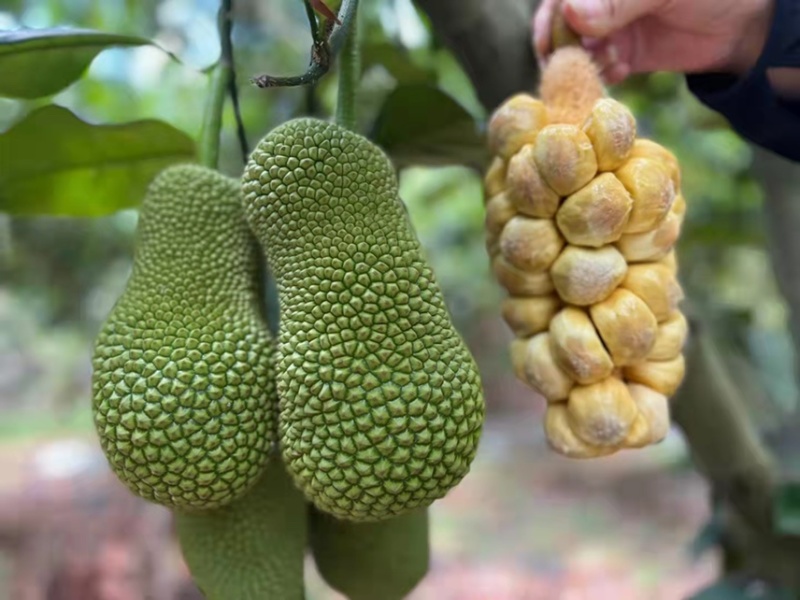 榴莲蜜，海南三亚榴莲蜜，批发零售均可，质优价廉