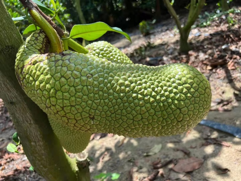 榴莲蜜，海南三亚榴莲蜜，批发零售均可，质优价廉