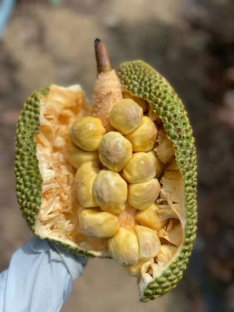 榴莲蜜，海南三亚榴莲蜜，批发零售均可，质优价廉