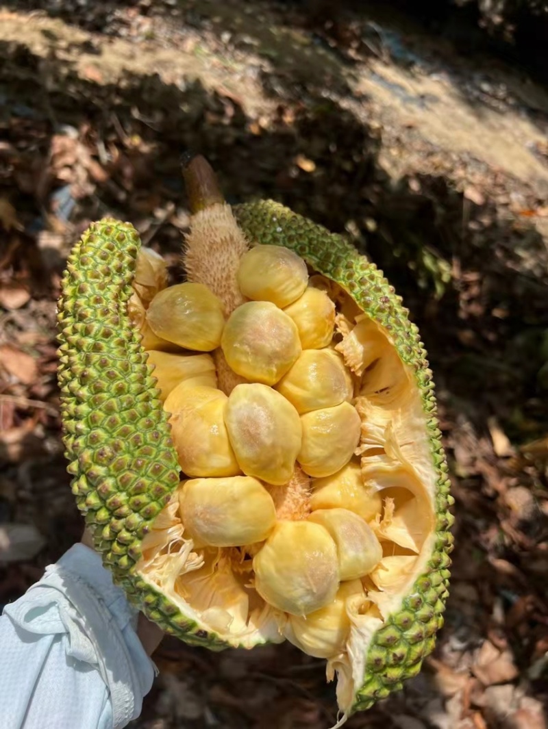 榴莲蜜，海南三亚榴莲蜜，批发零售均可，质优价廉
