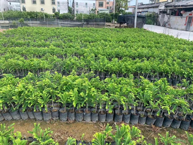 甜油甘苗，广东普宁油甘苗10-30厘米，货量充足欢迎联系