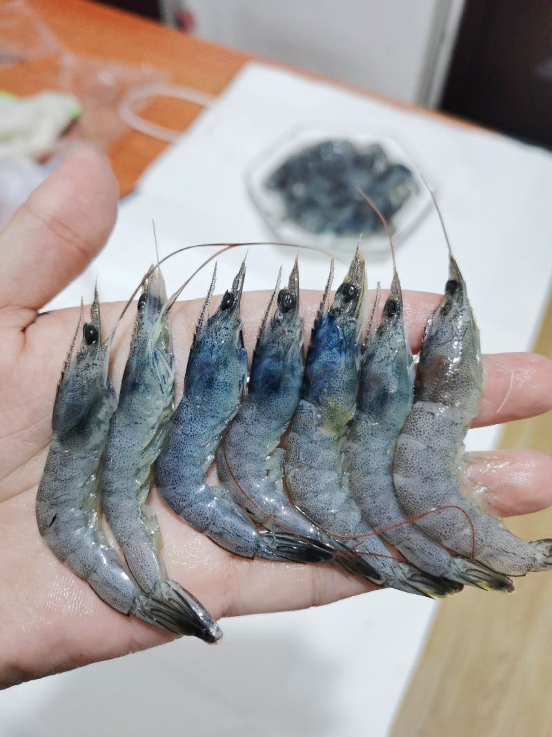 小海虾，毛重250克，库存3.4吨左右