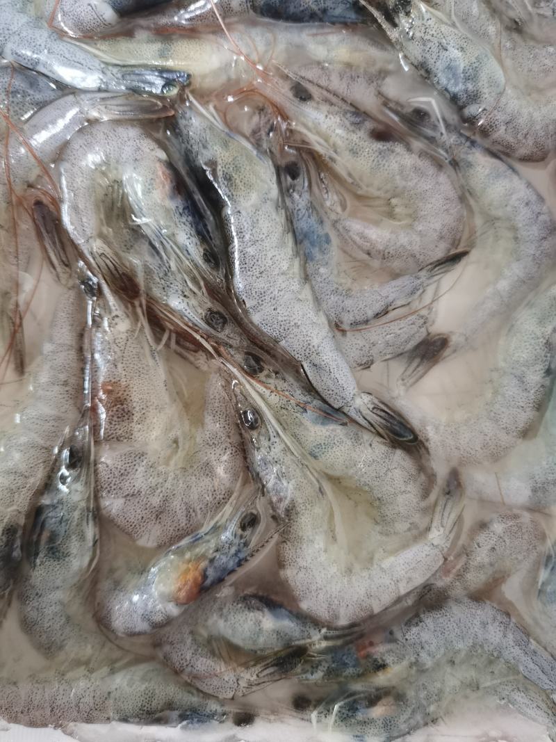 小海虾，毛重250克，库存3.4吨左右