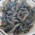 小海虾，毛重250克，库存3.4吨左右