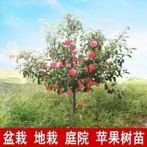 特大苹果树苗带土球发货红富士苹果苗地栽盆栽庭院当年结果树