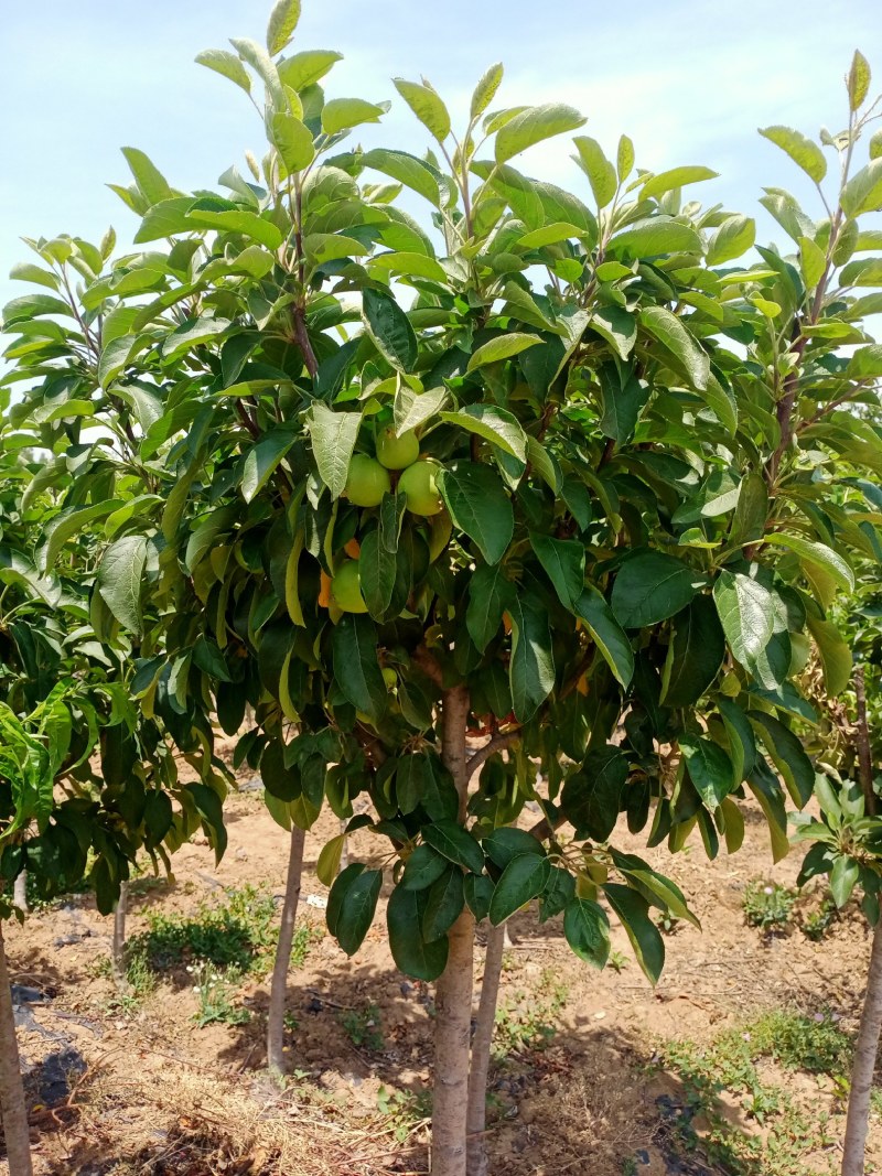 特大苹果树苗带土球发货红富士苹果苗地栽盆栽庭院当年结果树