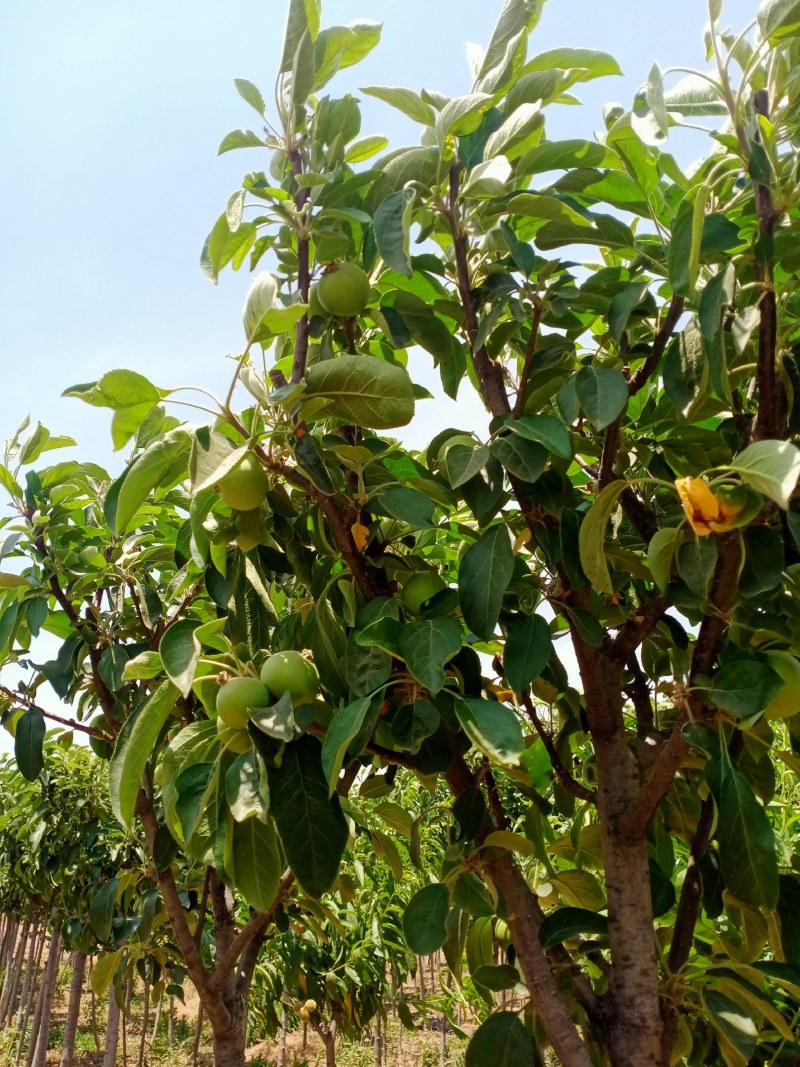 特大苹果树苗带土球发货红富士苹果苗地栽盆栽庭院当年结果树