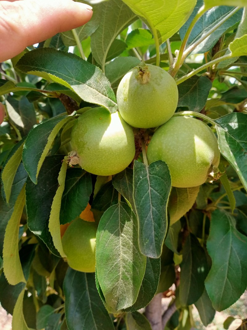 特大苹果树苗带土球发货红富士苹果苗地栽盆栽庭院当年结果树