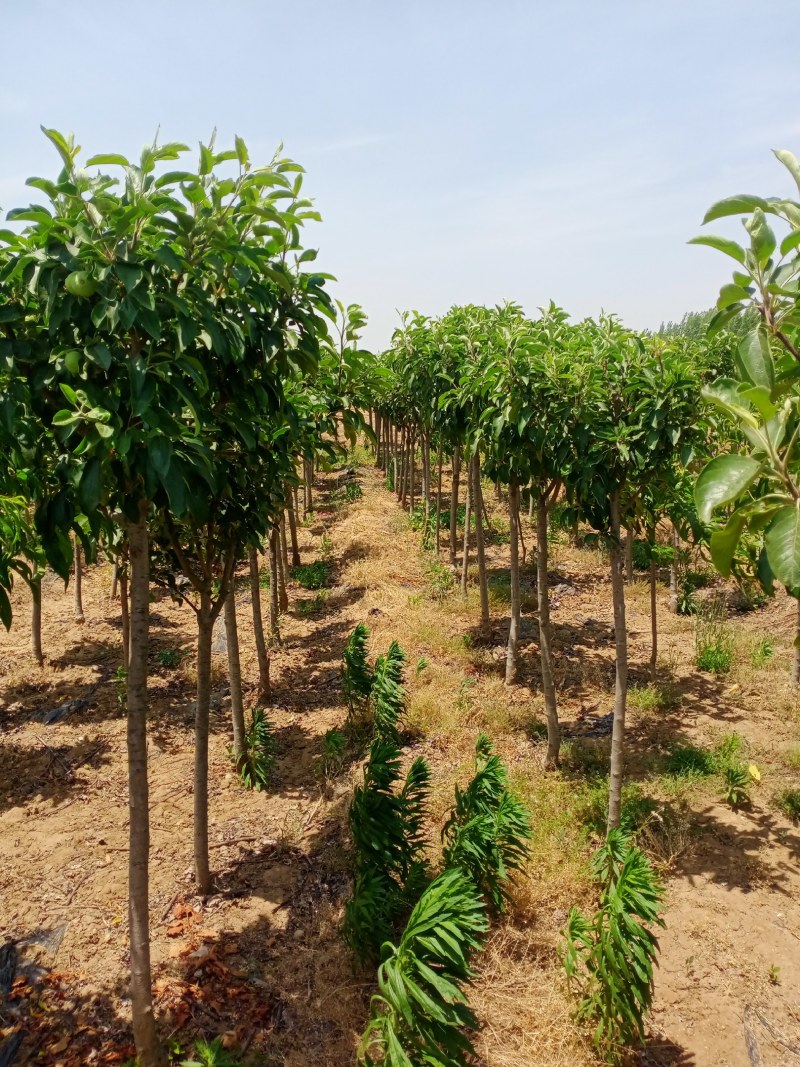 特大苹果树苗带土球发货红富士苹果苗地栽盆栽庭院当年结果树