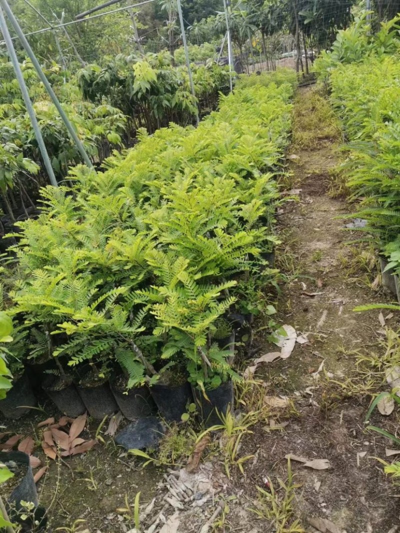 甜油甘苗，广东普宁油甘苗10-30厘米，货量充足欢迎联系