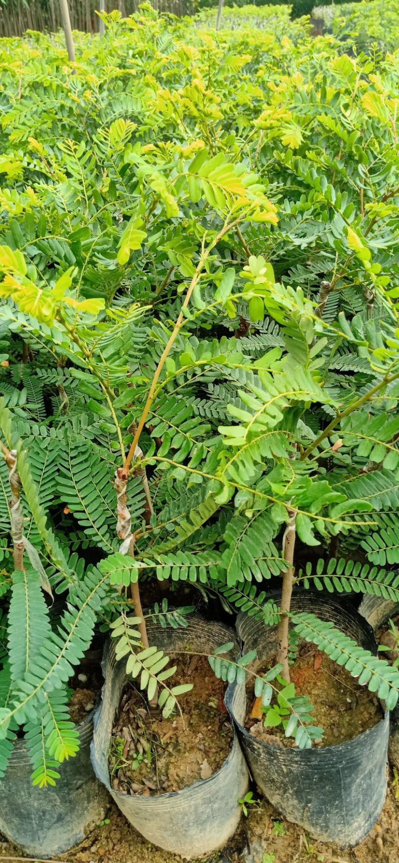 甜油甘苗，广东普宁油甘苗10-30厘米，货量充足欢迎联系
