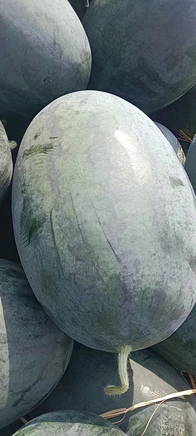 黑美人产地直销，一手货源，保质保量，量大从优