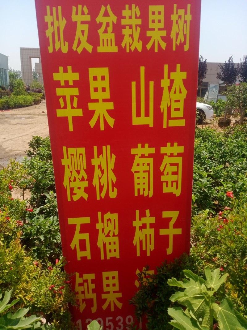 特大苹果树苗带土球发货红富士苹果苗地栽盆栽庭院当年结果树