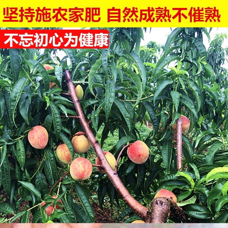 南阳血桃，现摘，产地直发