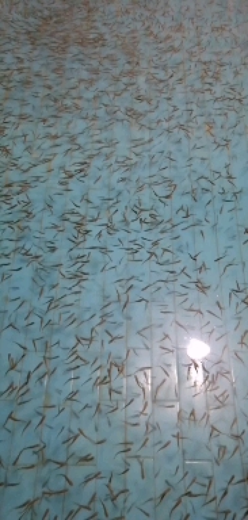 三倍体虹鳟苗