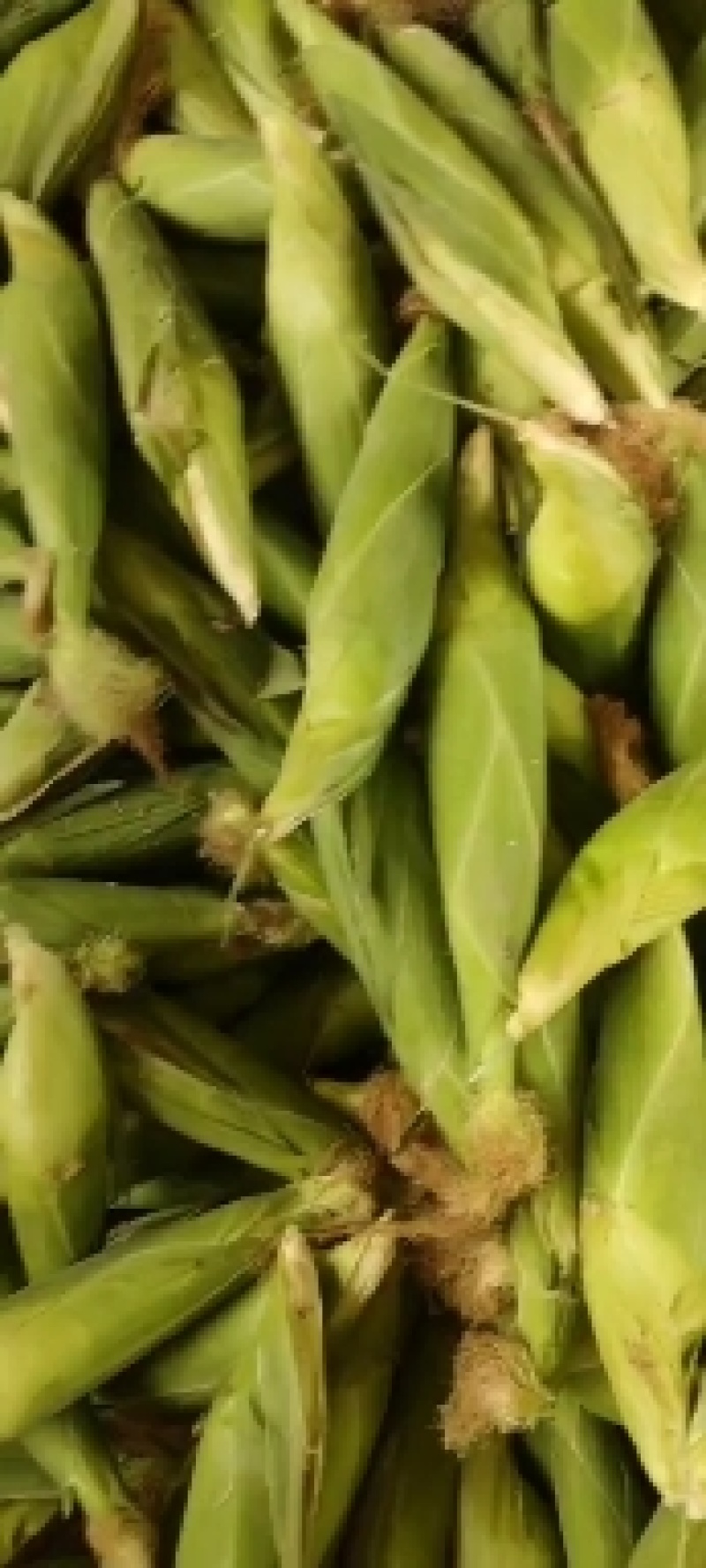 陕西大荔自产自销