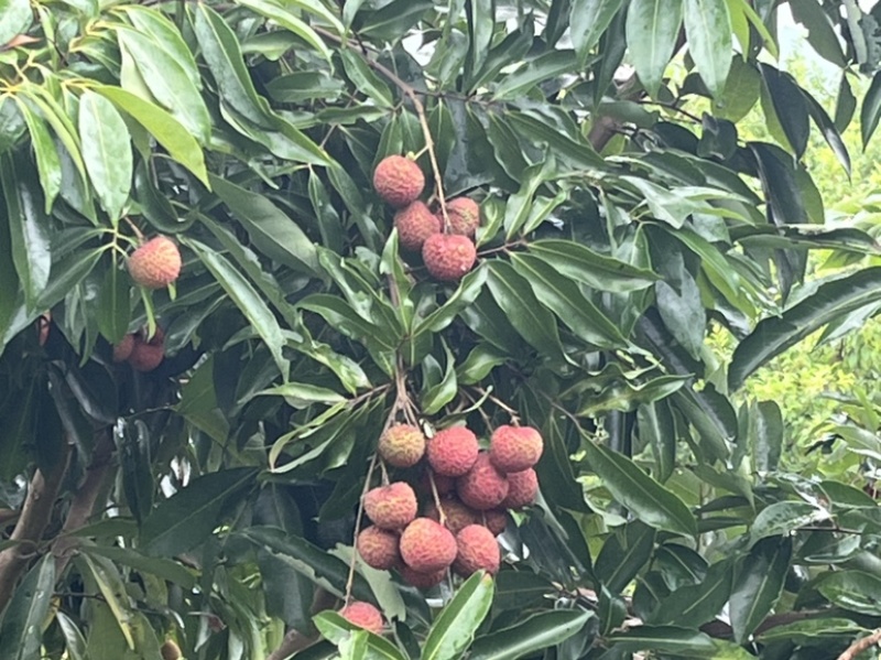 大量桂味、黑叶，黄叶荔枝上市，甜蜜可口，价格优惠