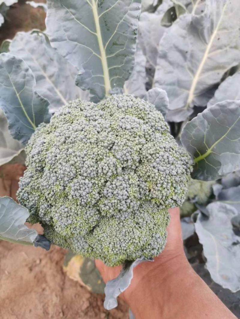 邯郸精品西兰花产地直供大量有货个头均匀颜色好看