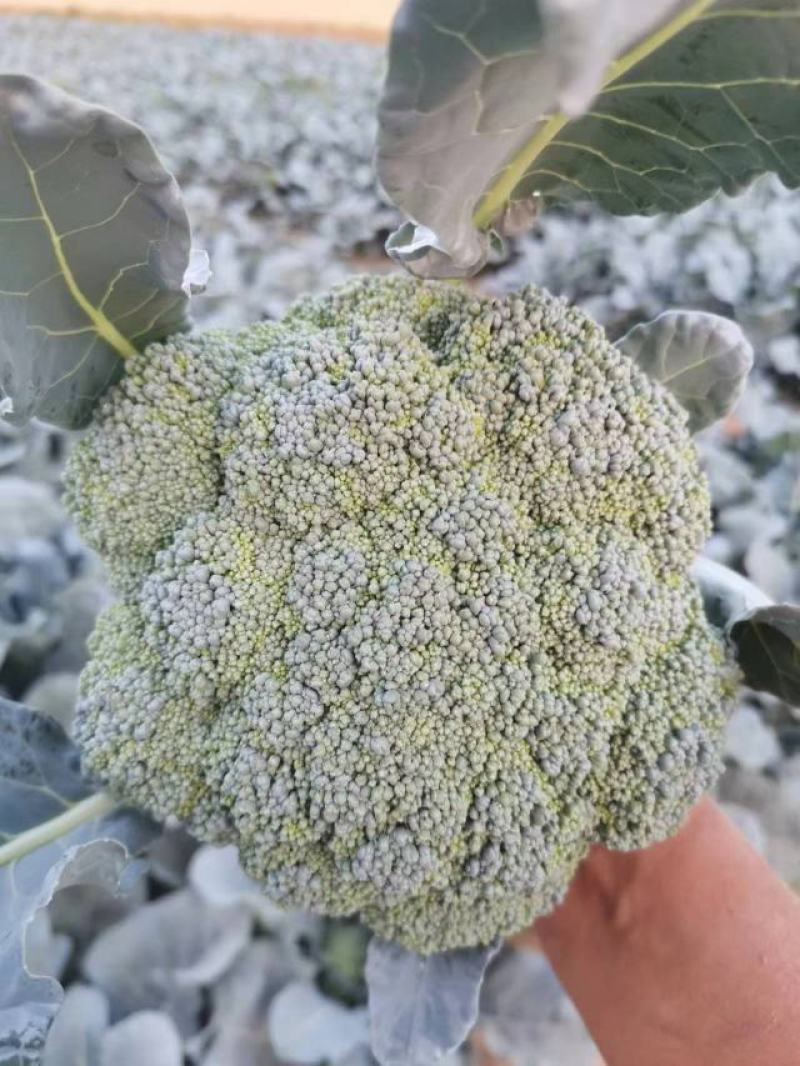 邯郸精品西兰花产地直供大量有货个头均匀颜色好看