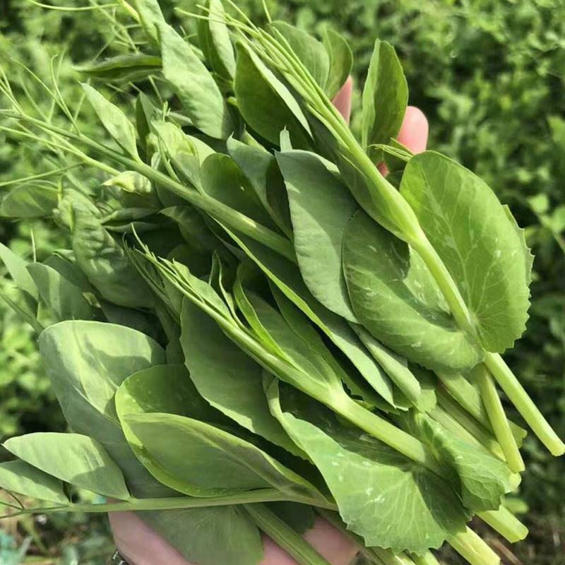 豌豆尖种子无须豌豆苗豌豆颠荷兰豆芽苗菜秋冬季田园蔬菜种子