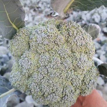 邯郸精品西兰花产地直供大量有货个头均匀颜色好看