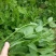 豌豆尖种子无须豌豆苗豌豆颠荷兰豆芽苗菜秋冬季田园蔬菜种子