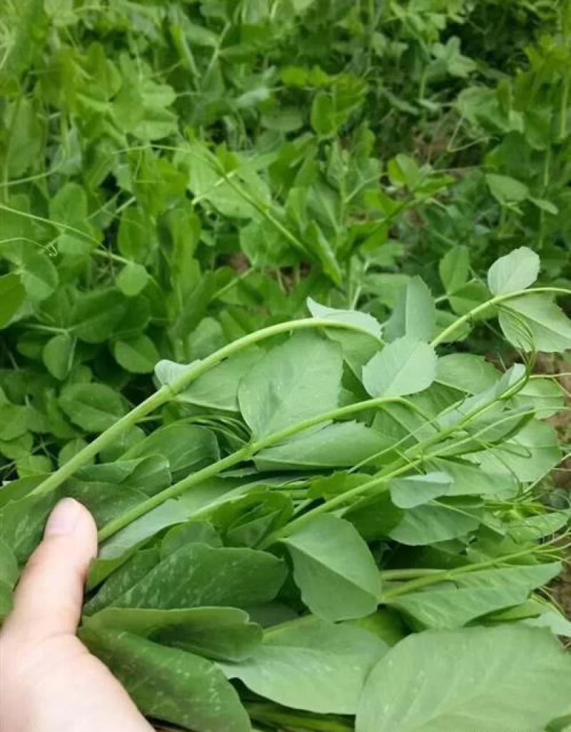 豌豆尖种子无须豌豆苗豌豆颠荷兰豆芽苗菜秋冬季田园蔬菜种子