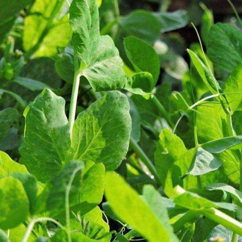 豌豆尖种子无须豌豆苗豌豆颠荷兰豆芽苗菜秋冬季田园蔬菜种子