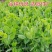 豌豆尖种子无须豌豆苗豌豆颠荷兰豆芽苗菜秋冬季田园蔬菜种子
