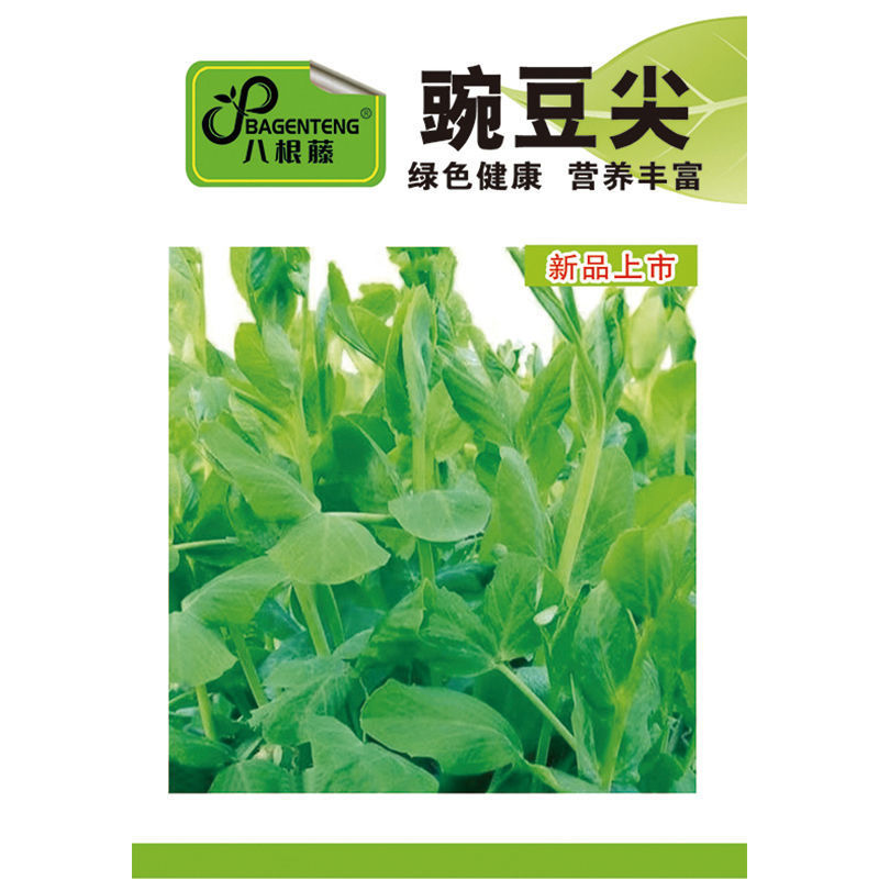 豌豆尖种子无须豌豆苗豌豆颠荷兰豆芽苗菜秋冬季田园蔬菜种子