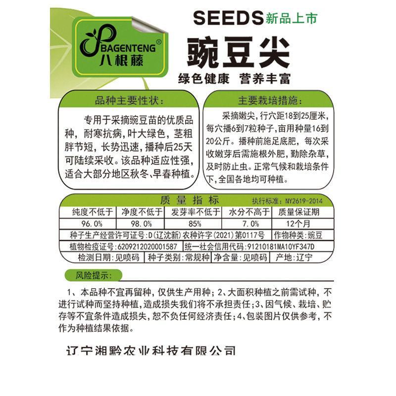 豌豆尖种子无须豌豆苗豌豆颠荷兰豆芽苗菜秋冬季田园蔬菜种子