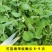 豌豆尖种子无须豌豆苗豌豆颠荷兰豆芽苗菜秋冬季田园蔬菜种子