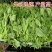 豌豆尖种子无须豌豆苗豌豆颠荷兰豆芽苗菜秋冬季田园蔬菜种子