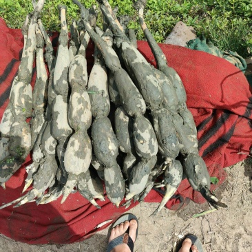 万亩白莲藕大量上市了，大量的老板看过来，有货