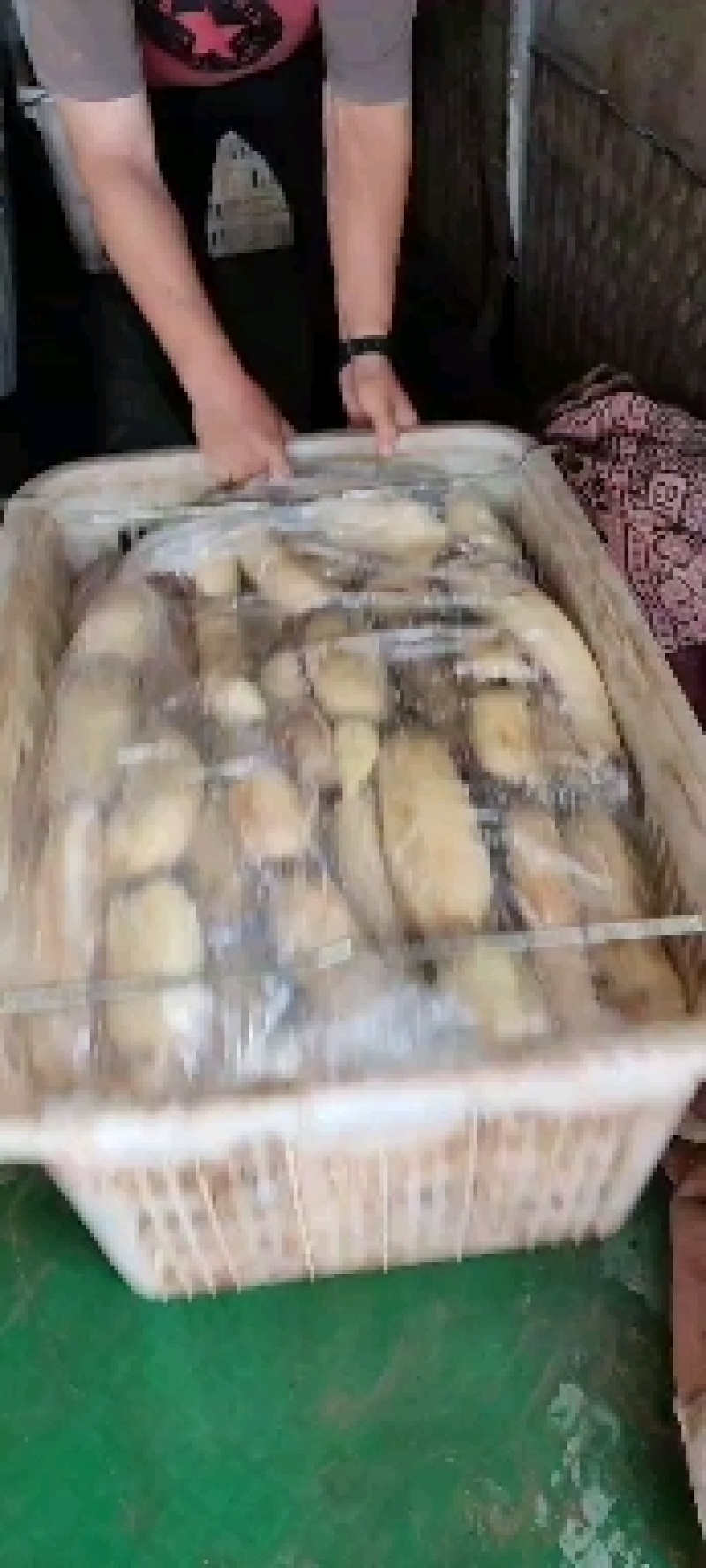 万亩白莲藕大量上市了，大量的老板看过来，有货